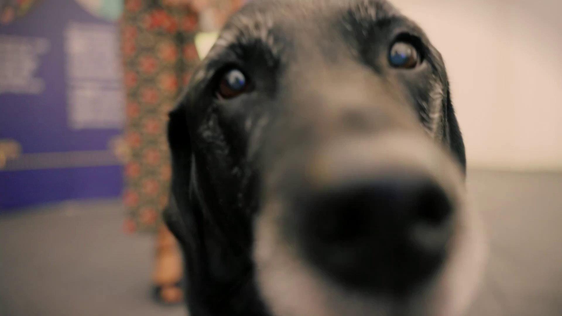 A Dog Called Laura 2023 movie scene