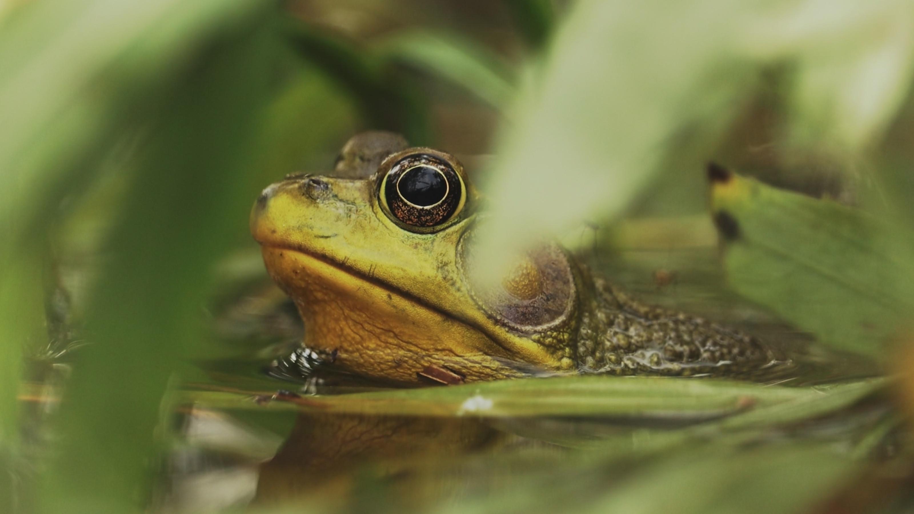 Understanding Myself as an Amphibian 2026 movie scene