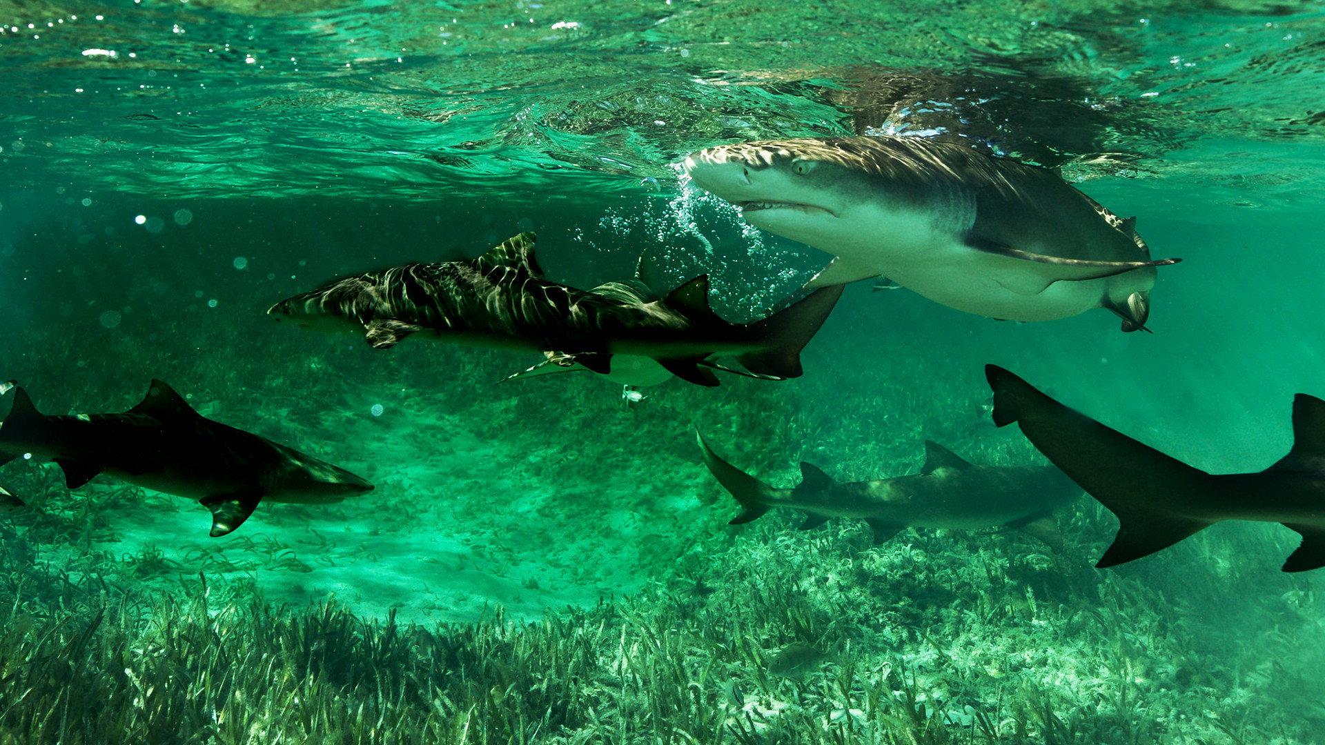 Shark Gangs 2021 movie scene