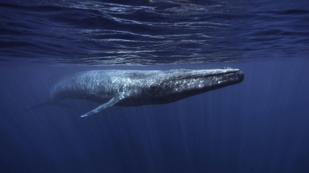 Whales in Crisis 2004 movie scene