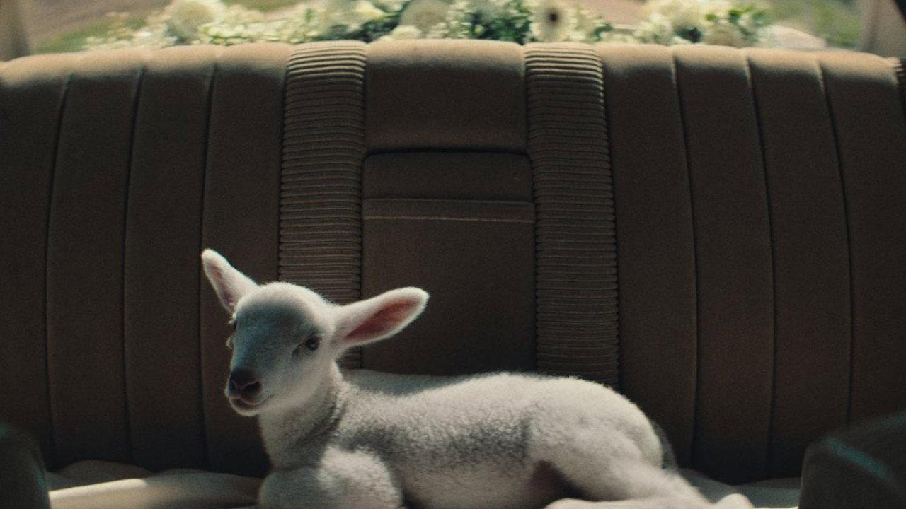 Stray Sheep 2018 movie scene