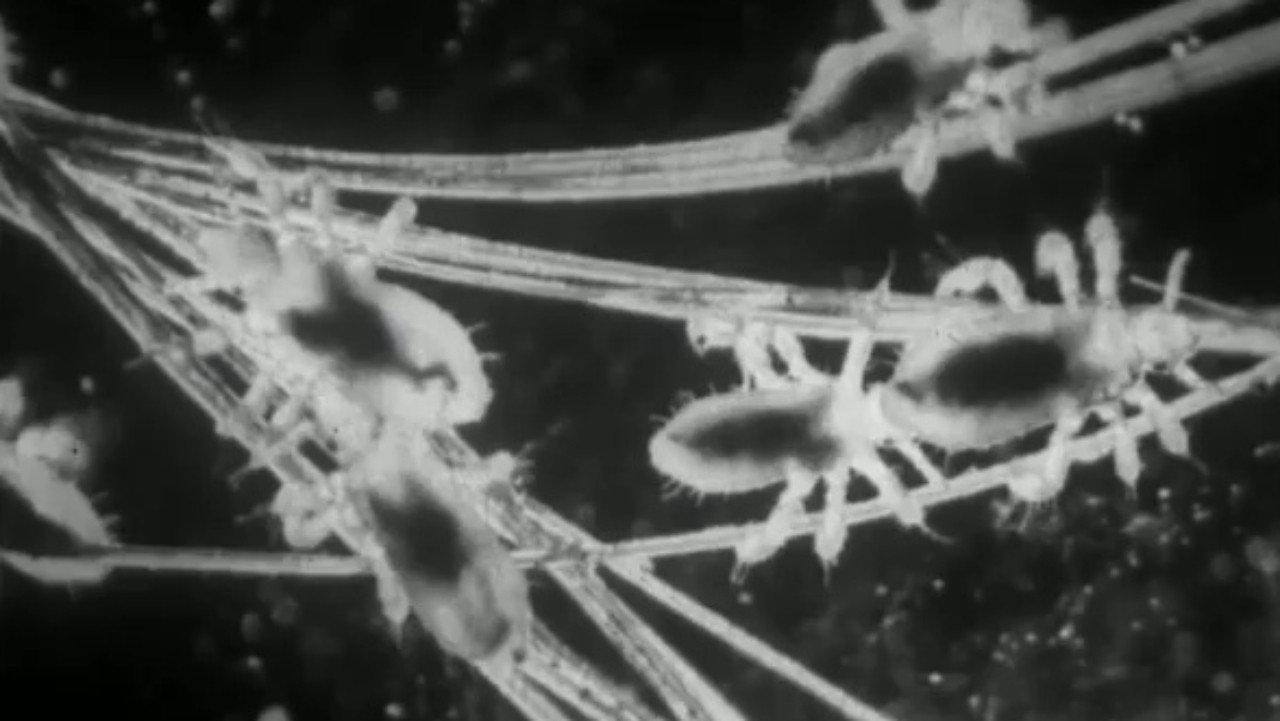 Unwanted Guests 1943 movie scene