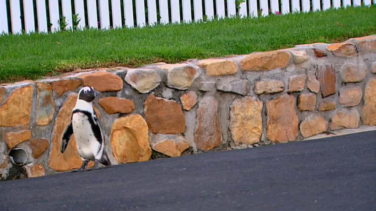 Penguins Under Siege 2004 movie scene