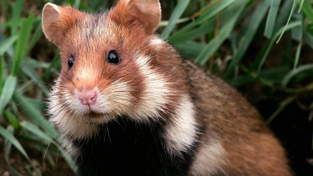 Qui a peur du grand hamster ? 2020 movie scene