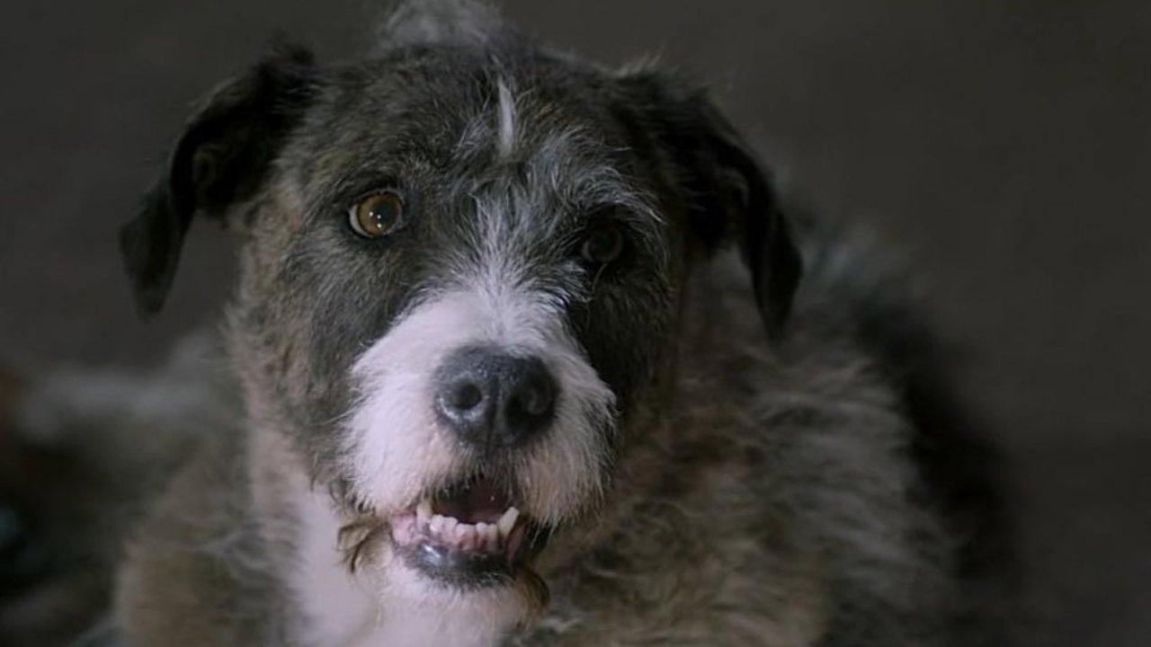 Life with Dog 2018 movie scene