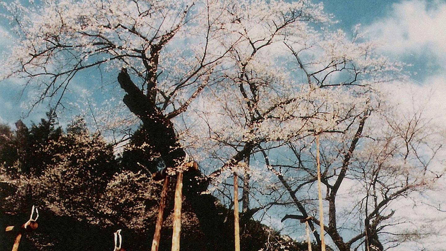 The Cherry Tree with Gray Blossoms 1977 movie scene