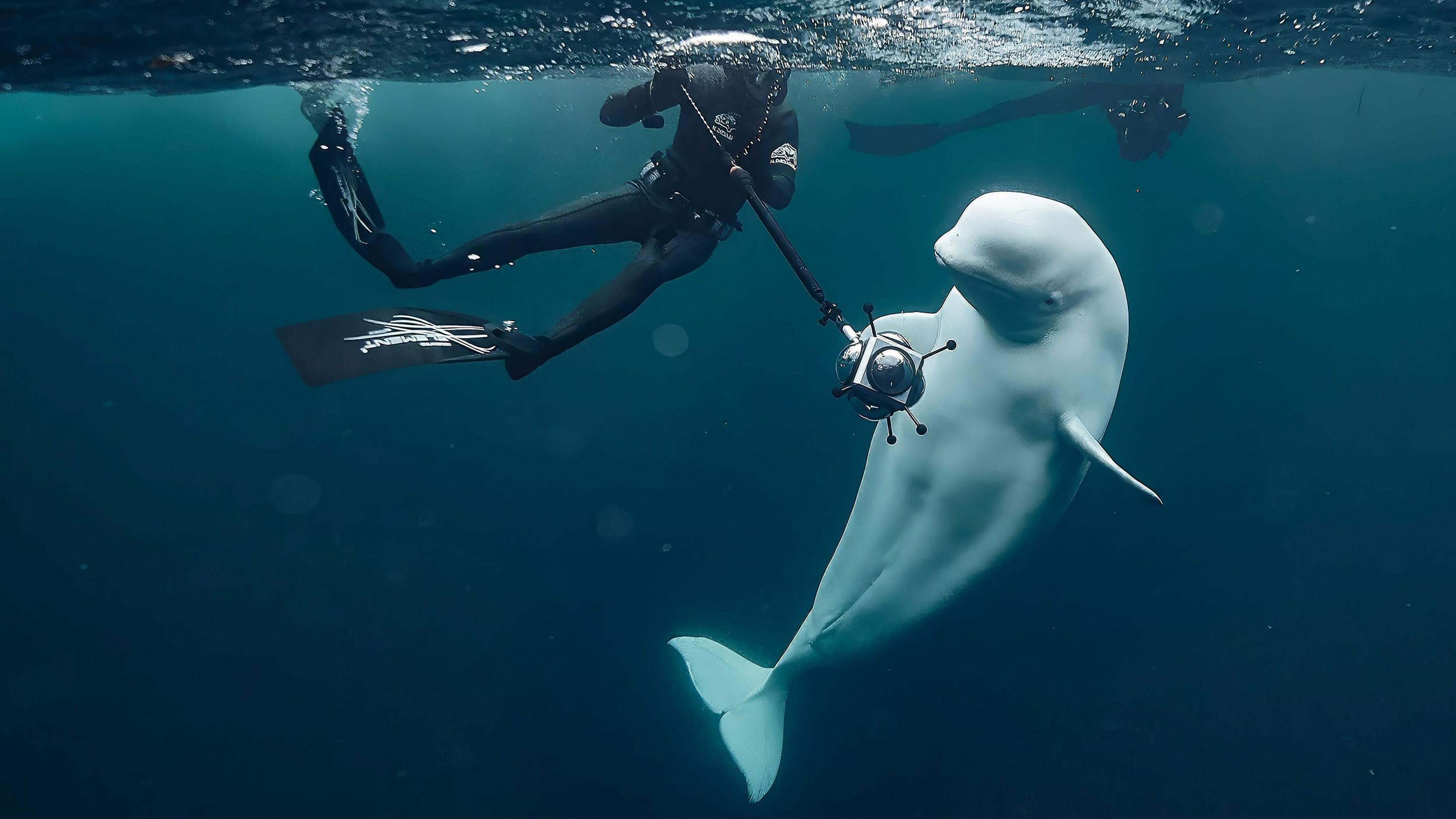 #Hvaldimir, Conversation With a Spy Whale 2024 movie scene