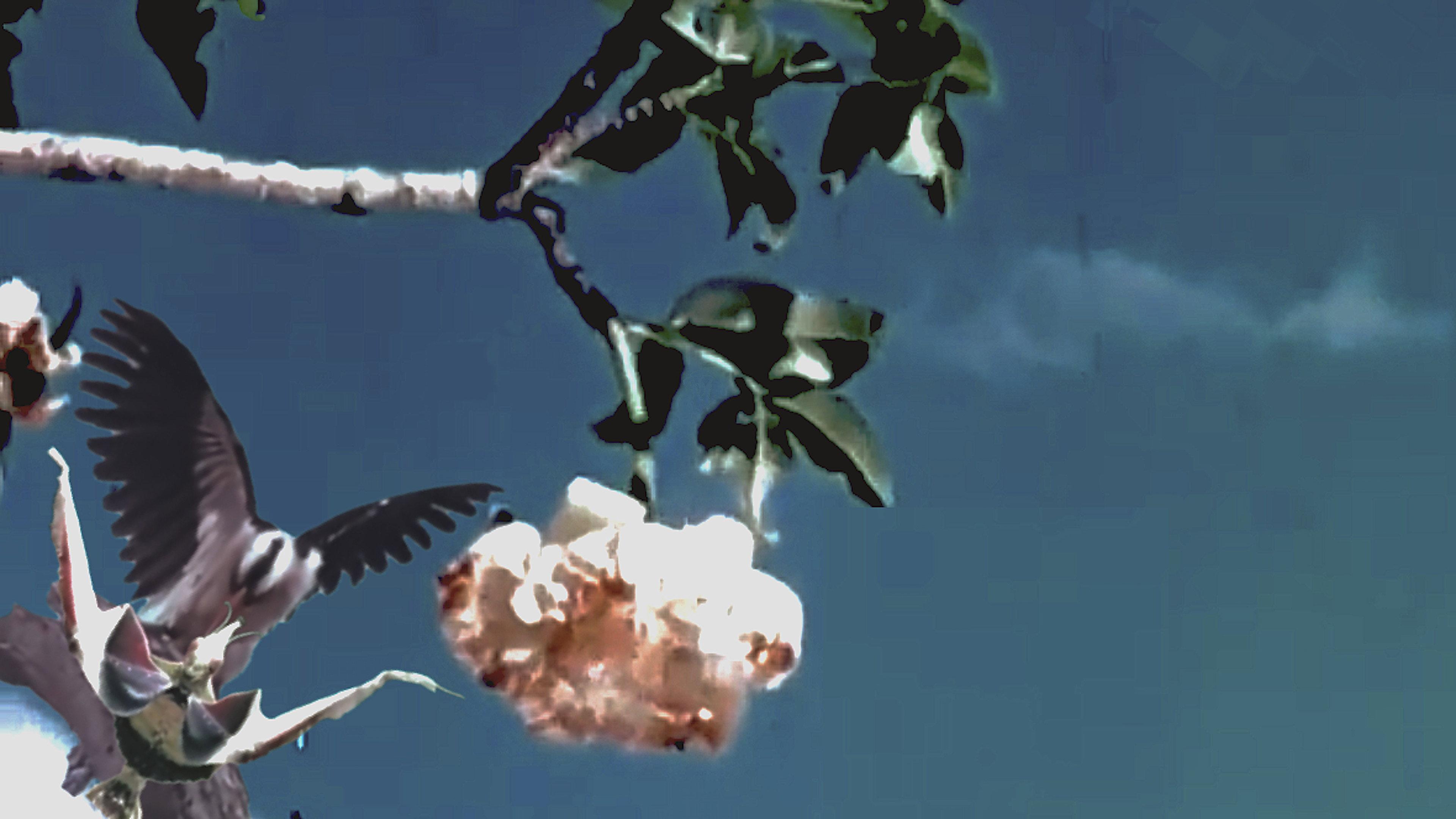 Baobab: Portrait of a Tree 1971 movie scene