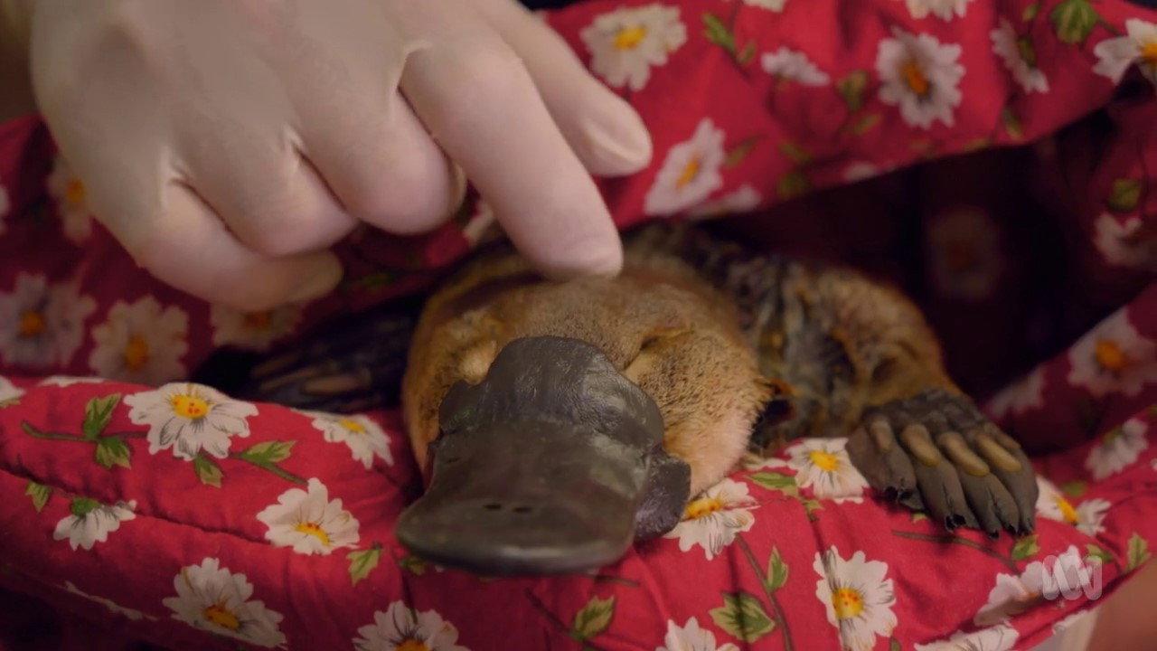 The Platypus Guardian 2023 movie scene