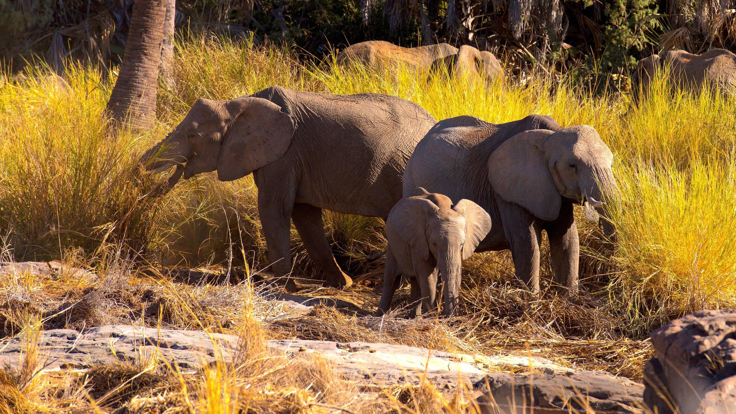 Namibia, Sanctuary of Giants 2017 movie scene