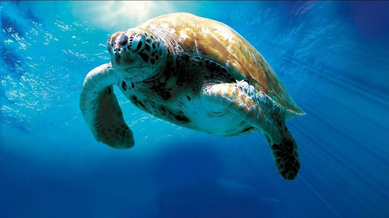 Turtle: The Incredible Journey 2009 movie scene