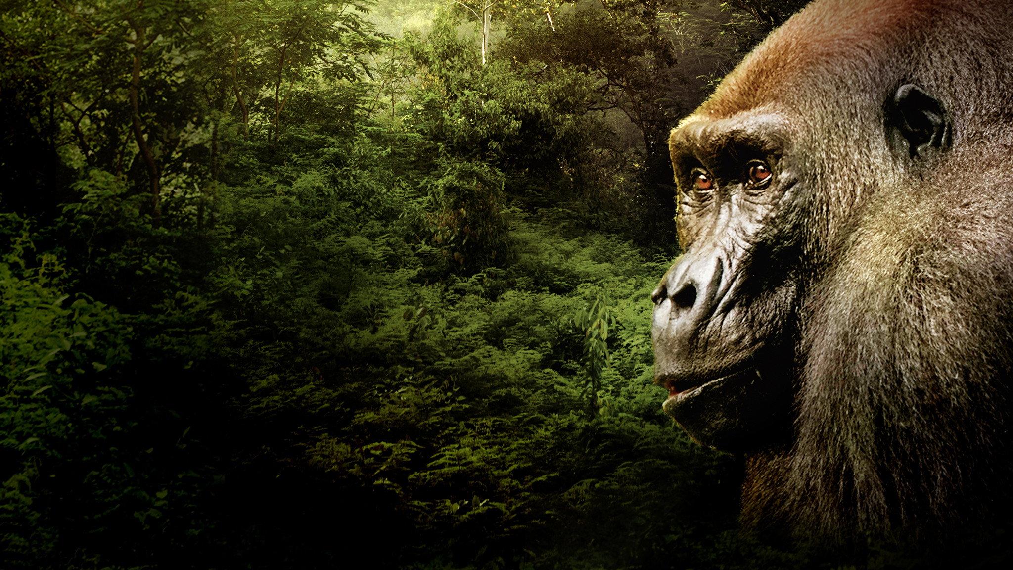 Gorillas Close Up 2022 movie scene