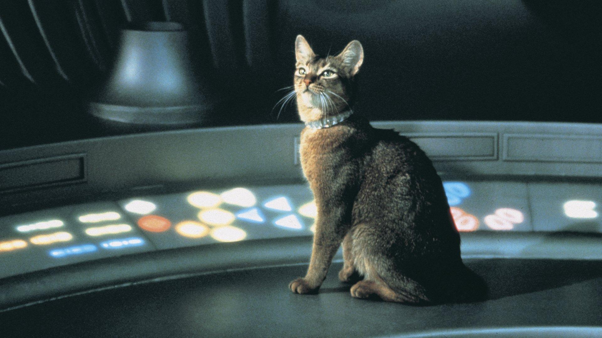 The Cat from Outer Space 1978 movie scene