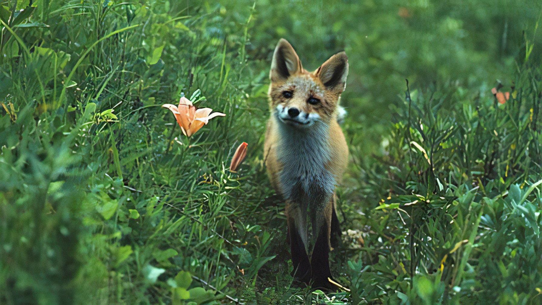 The Glacier Fox 1978 movie scene