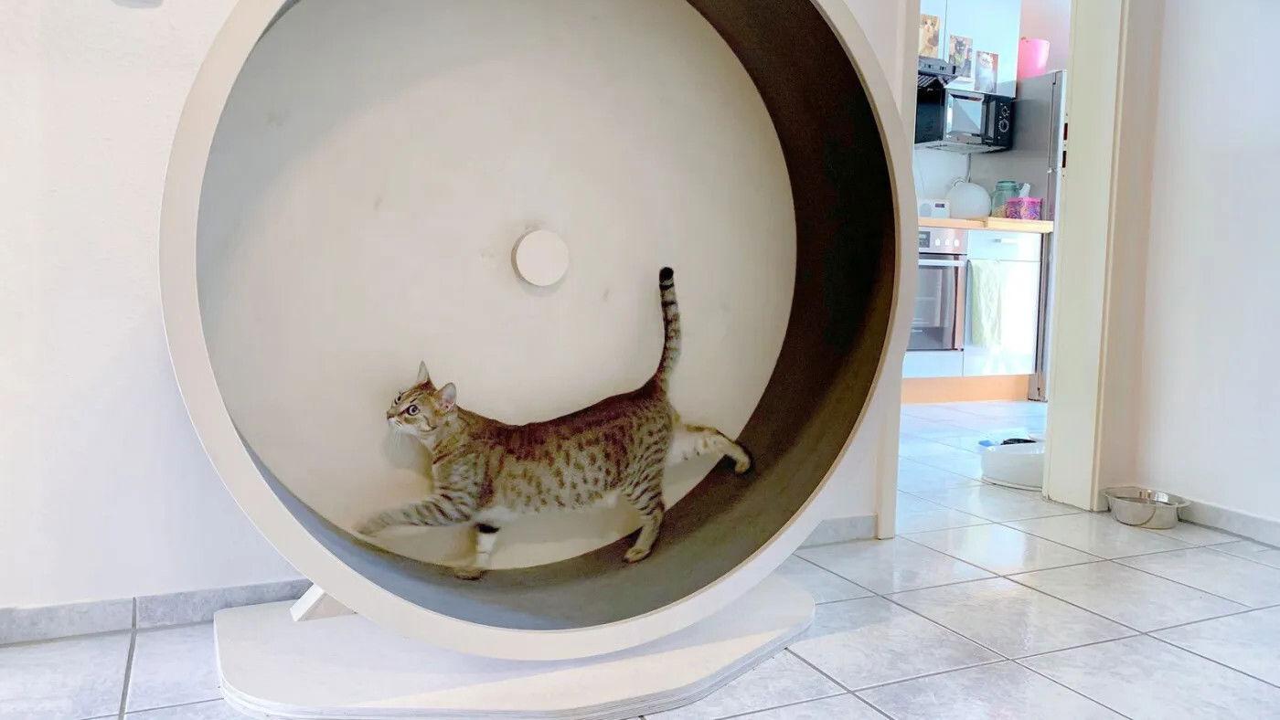 Das geheime Wesen der Katzen 2021 movie scene