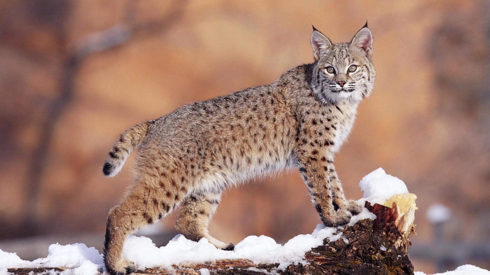 Lynx - Close Up 2019 movie scene