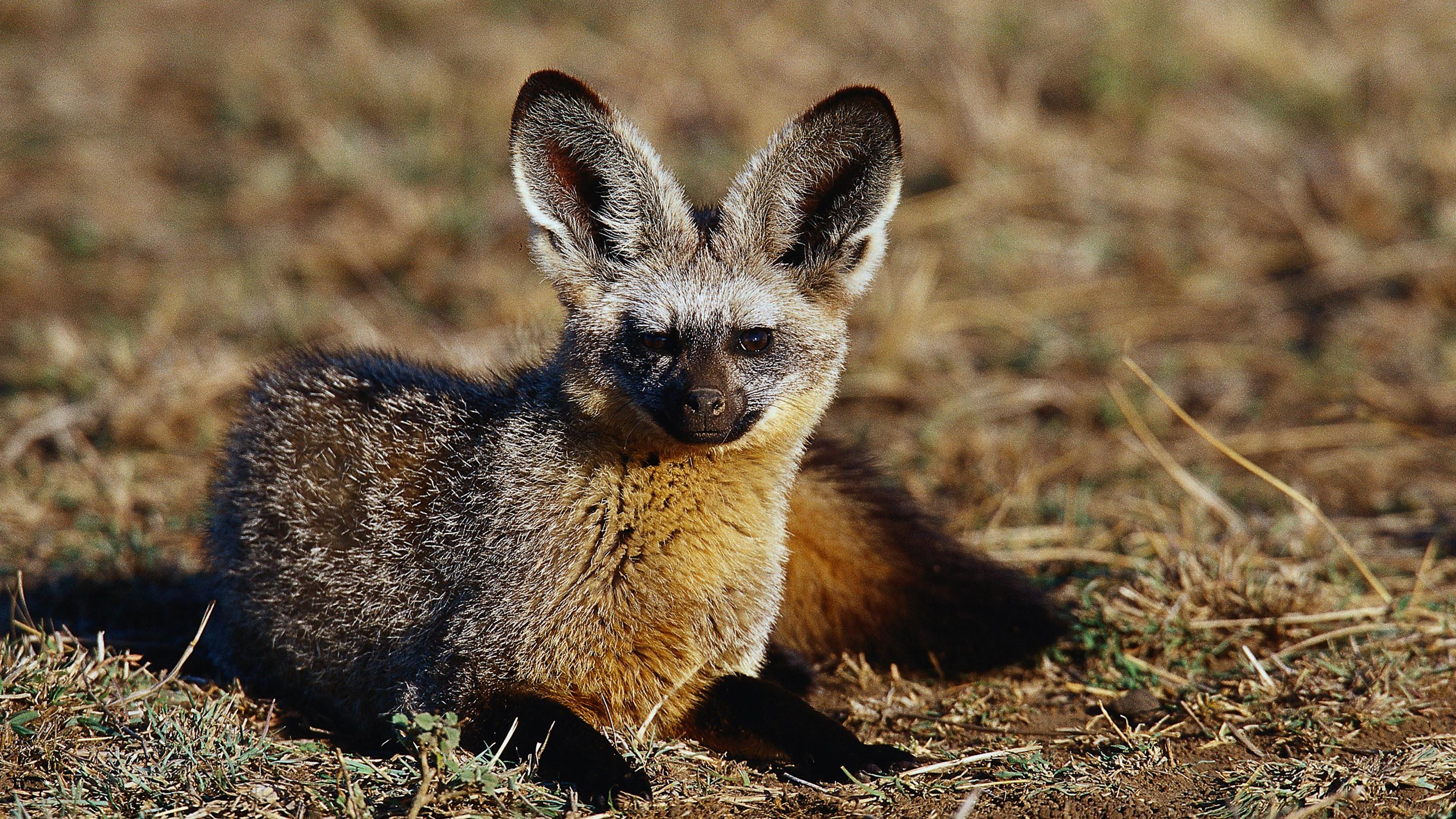 Namibia's Bat-eared Foxes: Survivalists of the Desert 2007 movie scene
