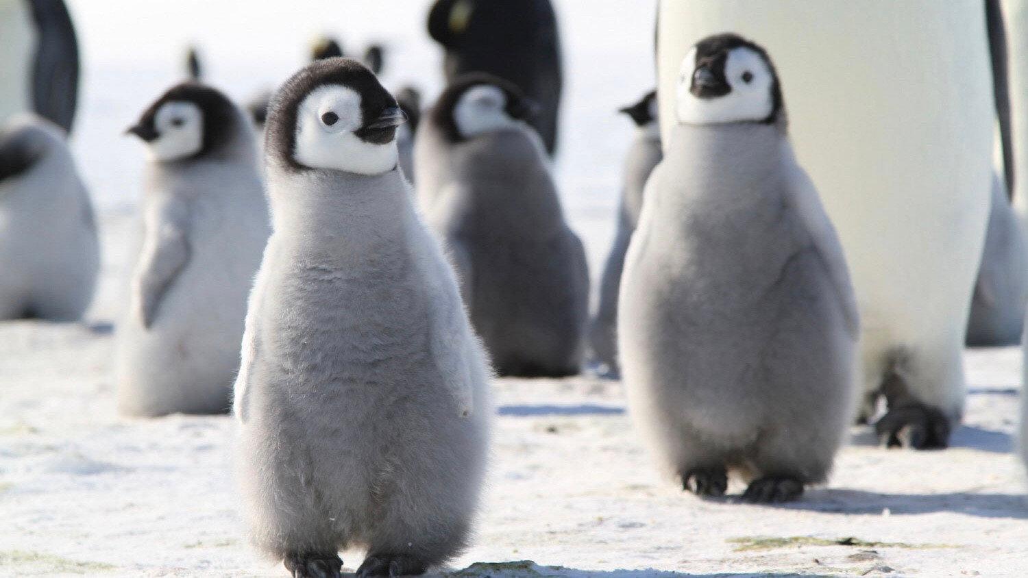 Pengi and Sommi 2012 movie scene