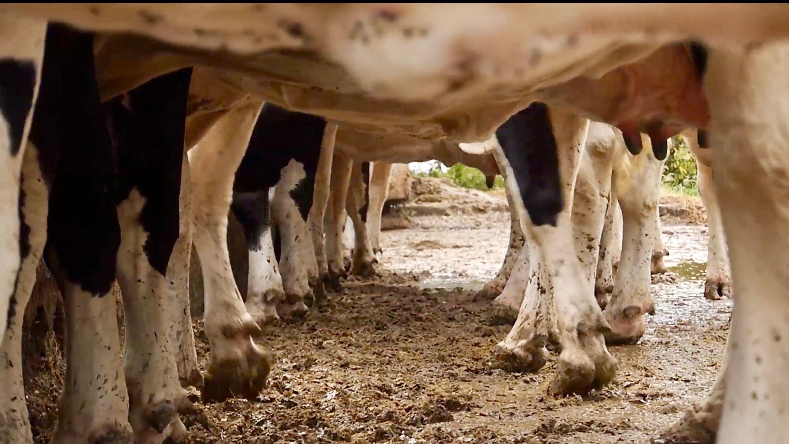 Cows With No Name 2020 movie scene