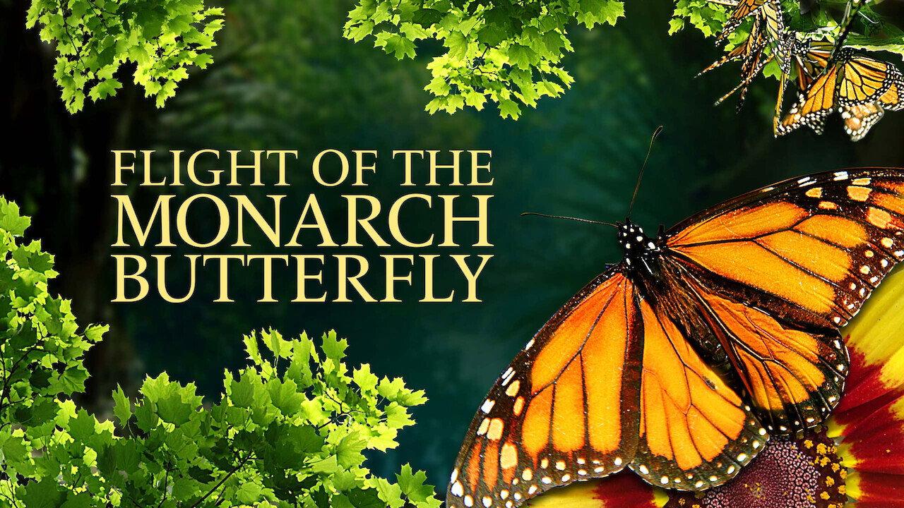 Flight of the Monarch Butterfly 2012 movie scene