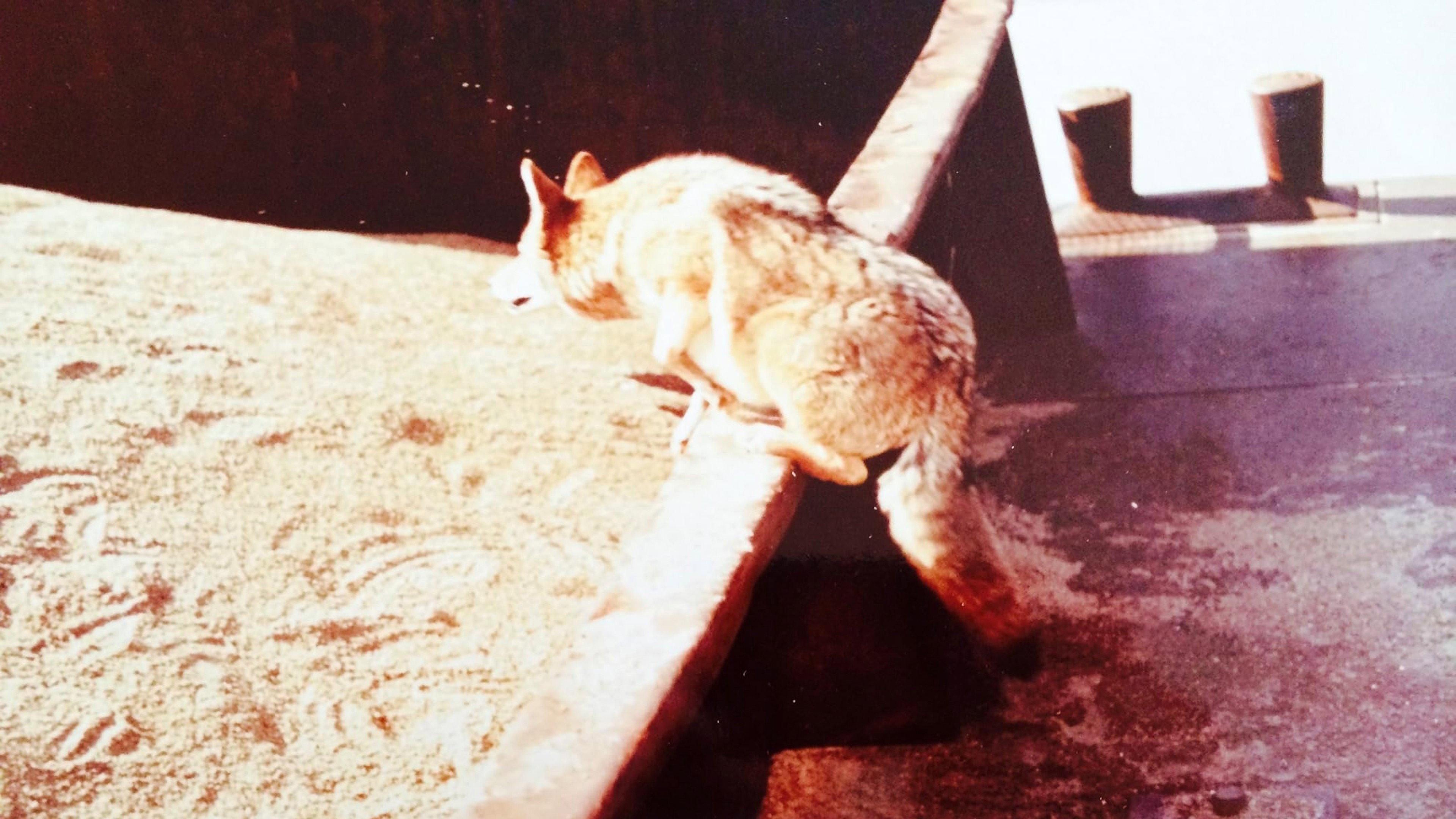 The Nashville Coyote 1972 movie scene