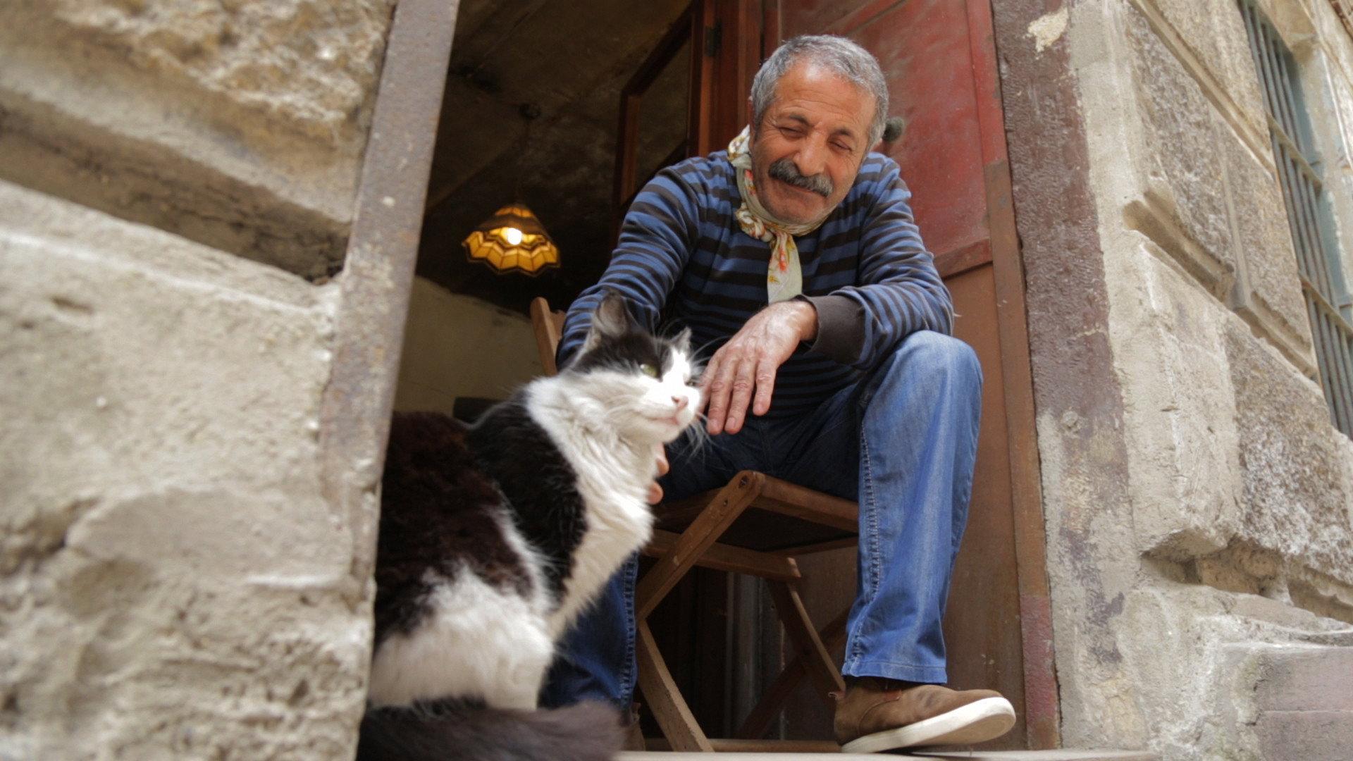 Kedi 2017 movie scene