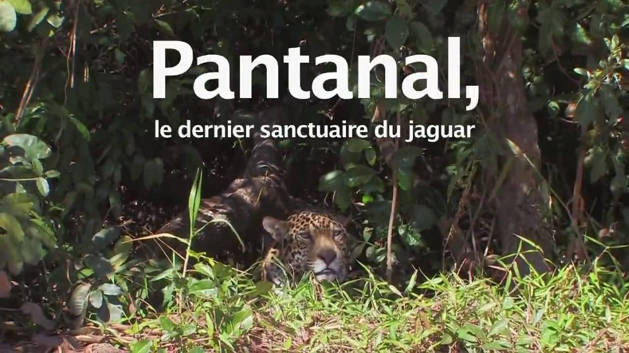 Pantanal, le dernier sanctuaire du jaguar 2010 movie scene