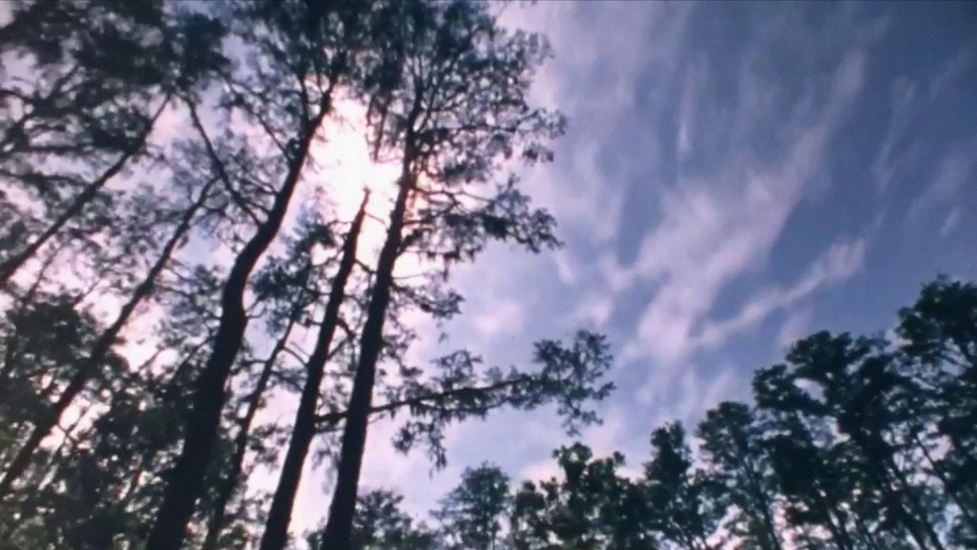 Wilderness: A Country in the Mind 1984 movie scene