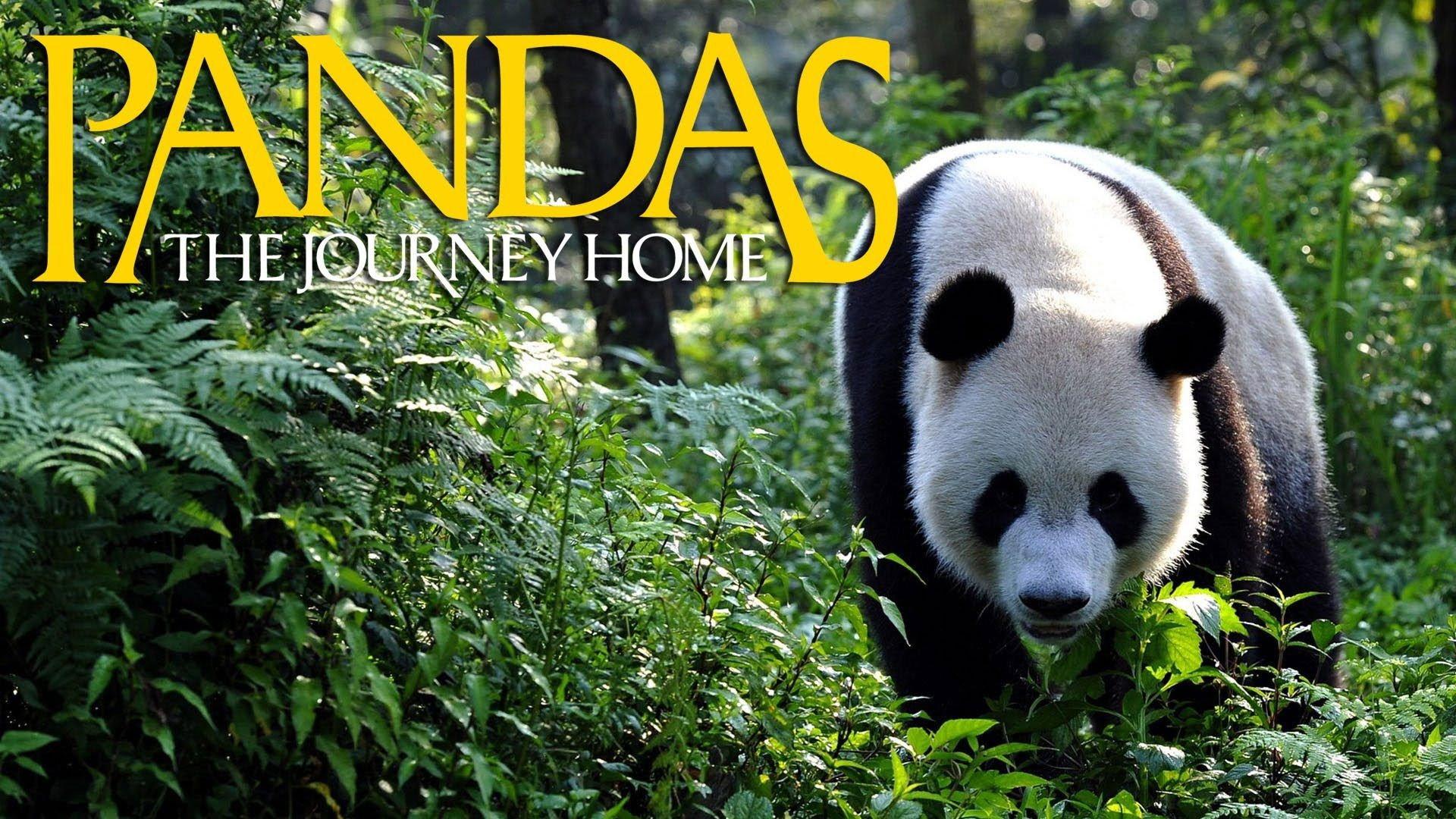 Pandas: The Journey Home 2014 movie scene