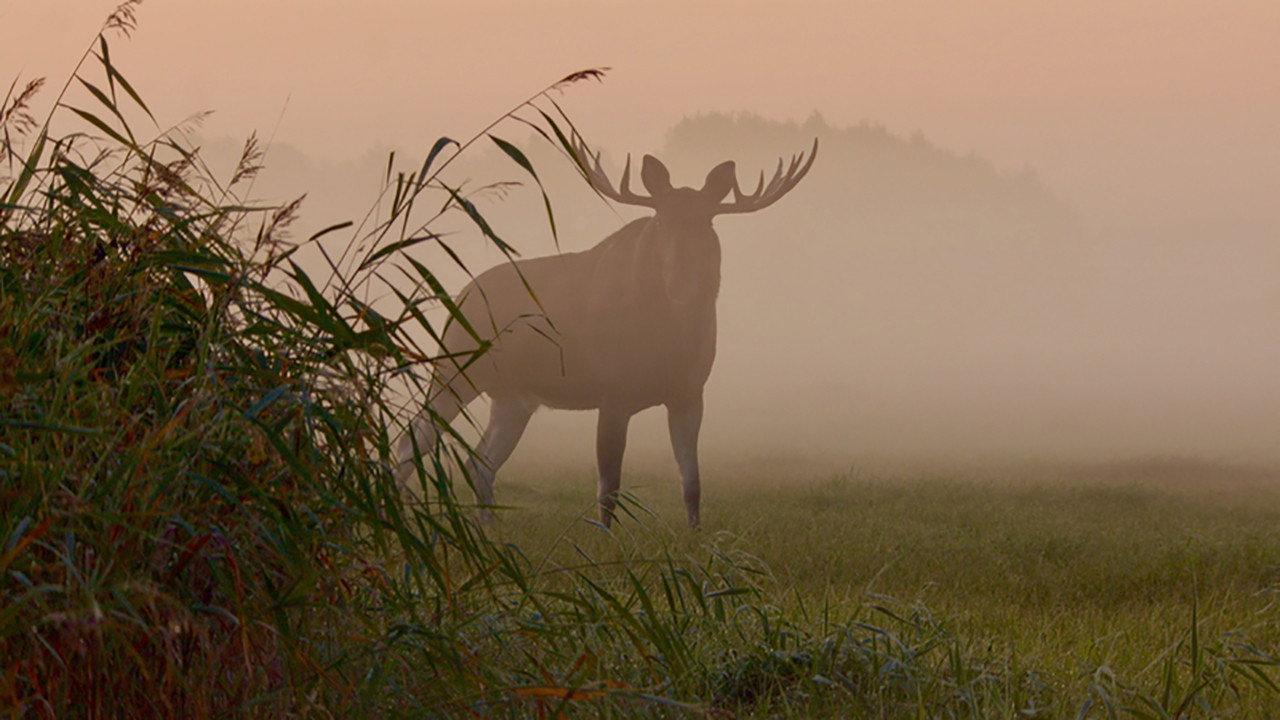 Matsalu Moose: Wild Giants of the Baltics 2019 movie scene