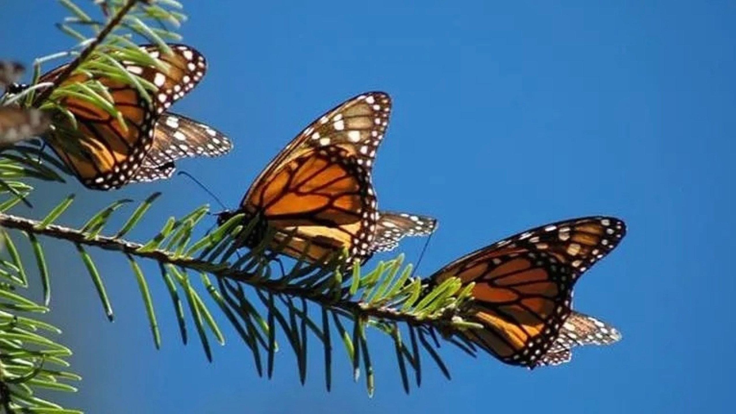 The Incredible Journey of the Butterflies 2009 movie scene
