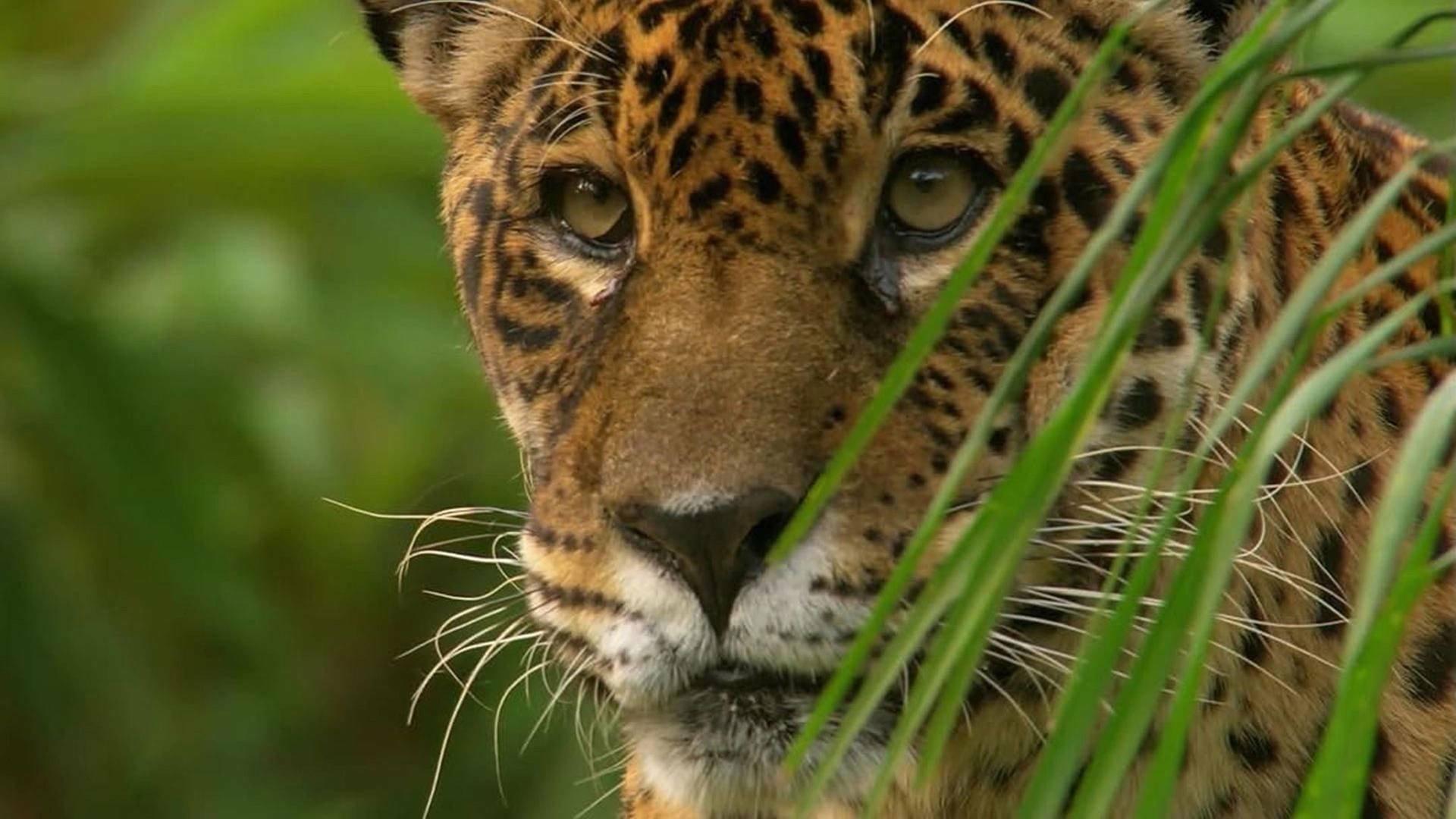 Jaguar: King of the Jungle 2020 movie scene