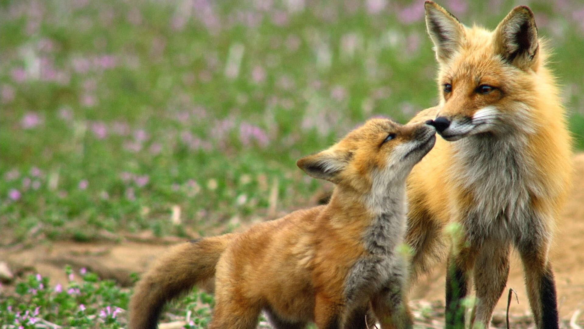 Incredible Animal Moments 2019 movie scene
