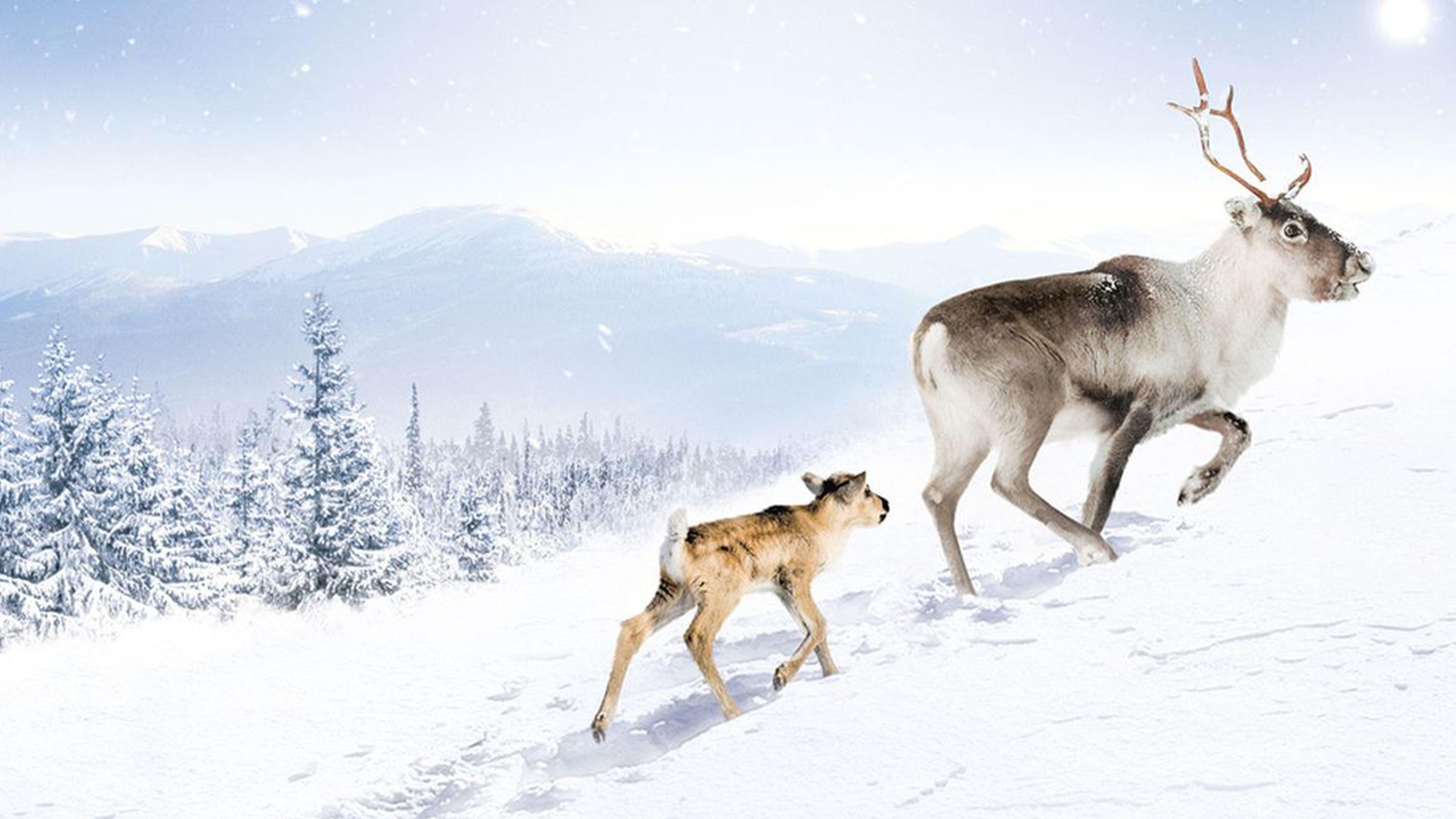 A Reindeer's Journey 2018 movie scene