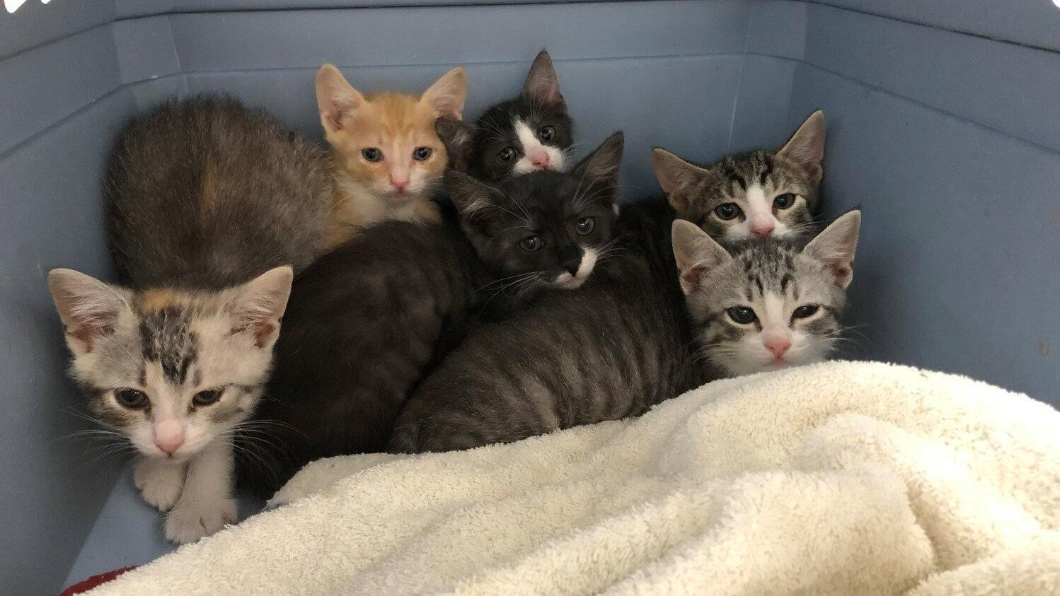 Crazy Cat Lady 2021 movie scene