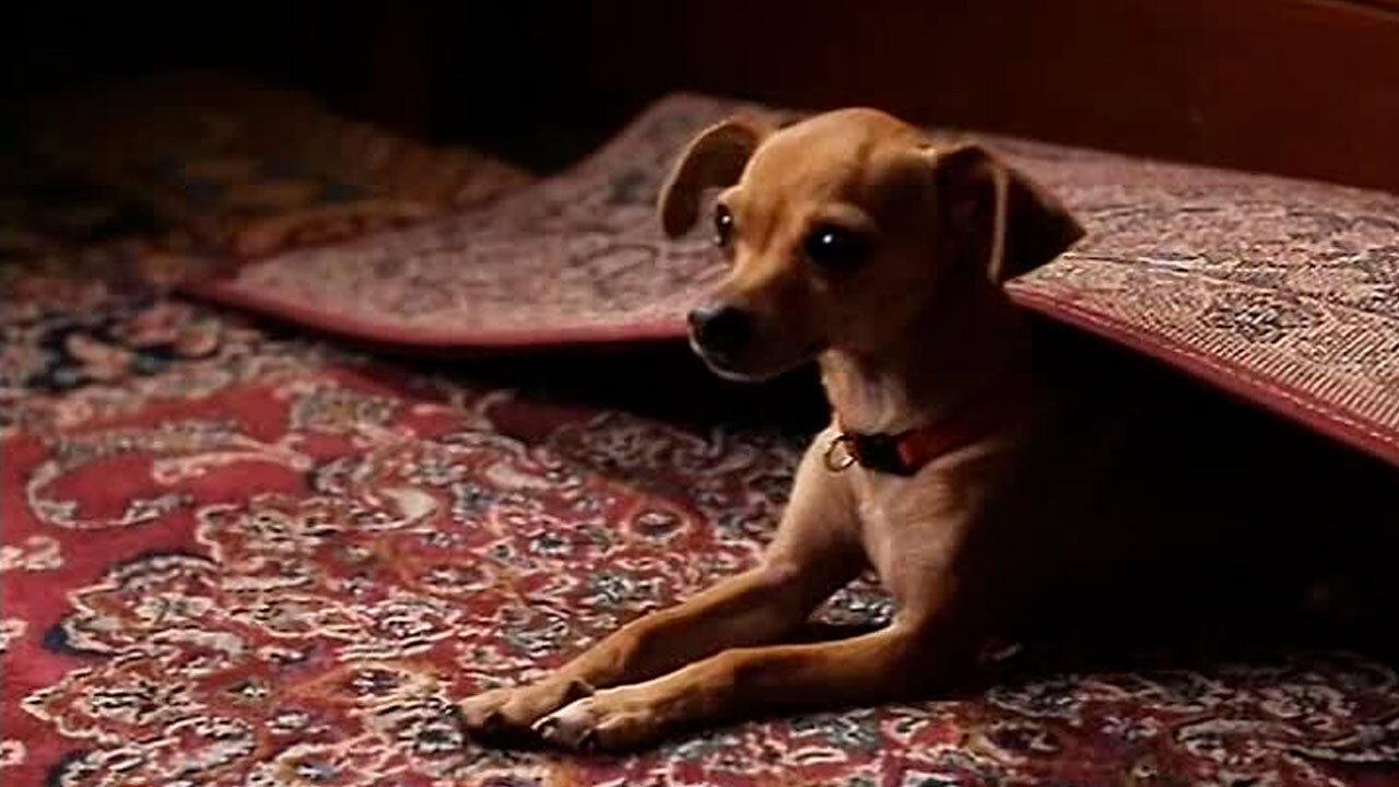 Ping! 2001 movie scene