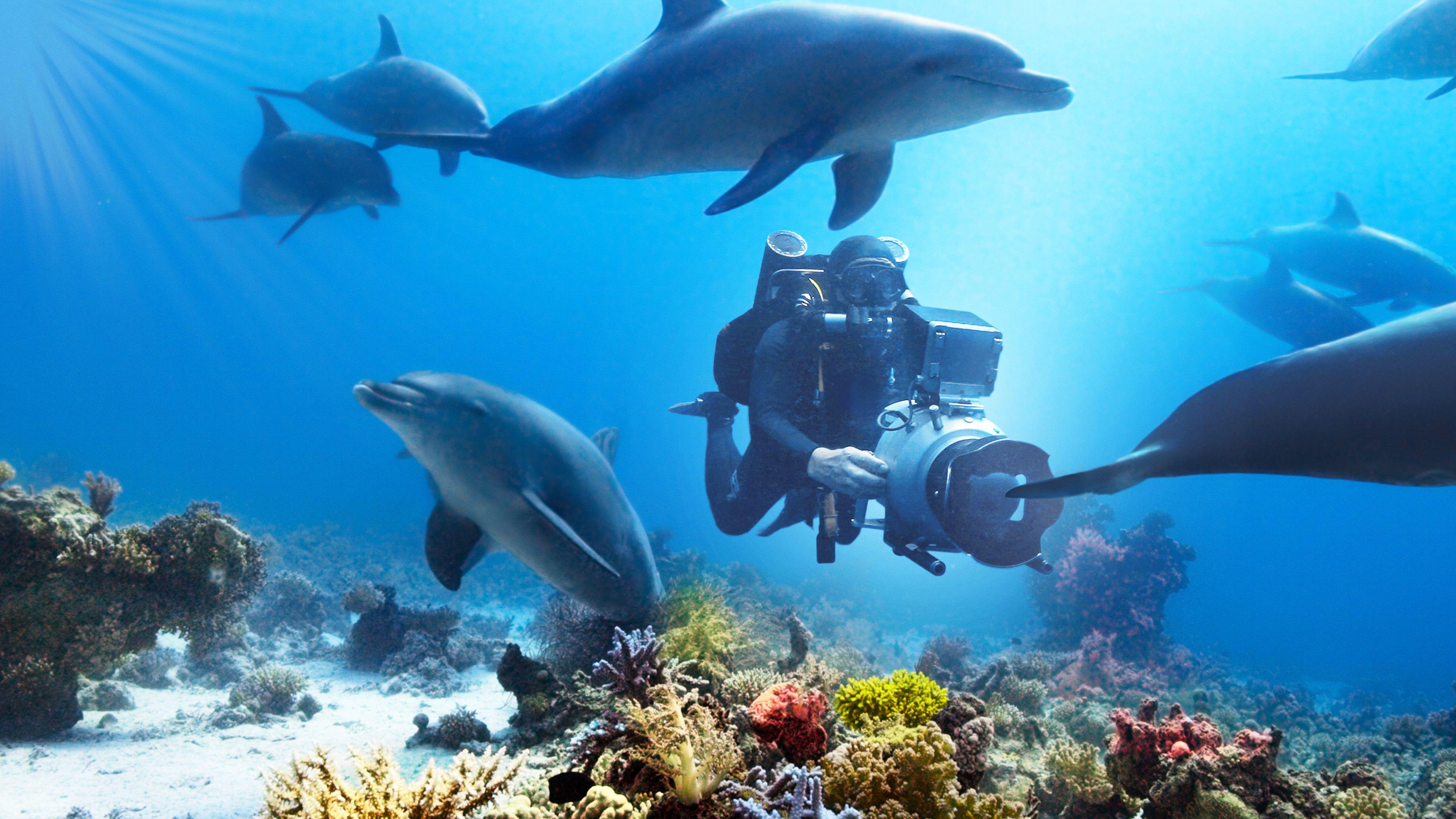 Diving with Dolphins 2020 movie scene