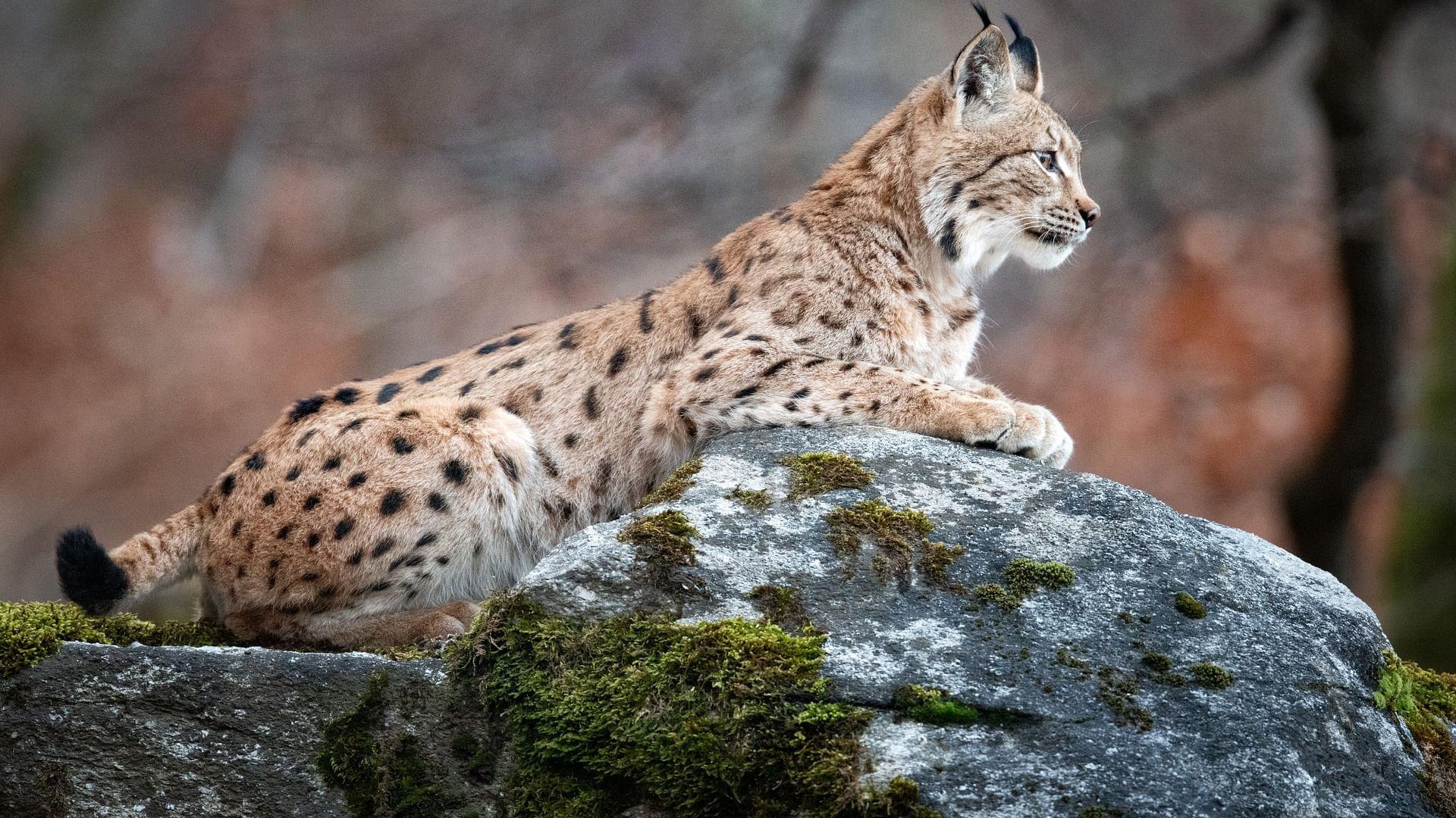 Sur la piste du lynx 2023 movie scene