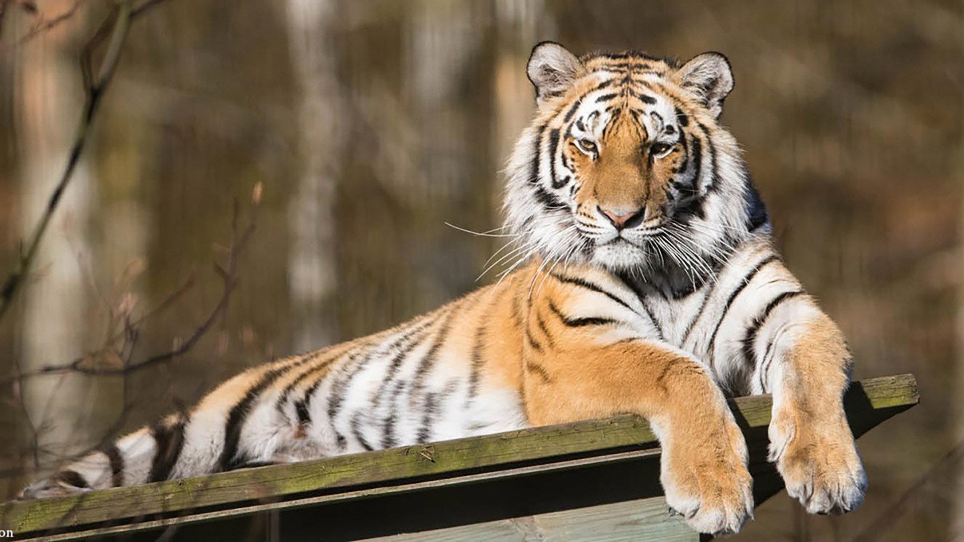 Siberian Tiger, The Secret Kingdom 2023 movie scene