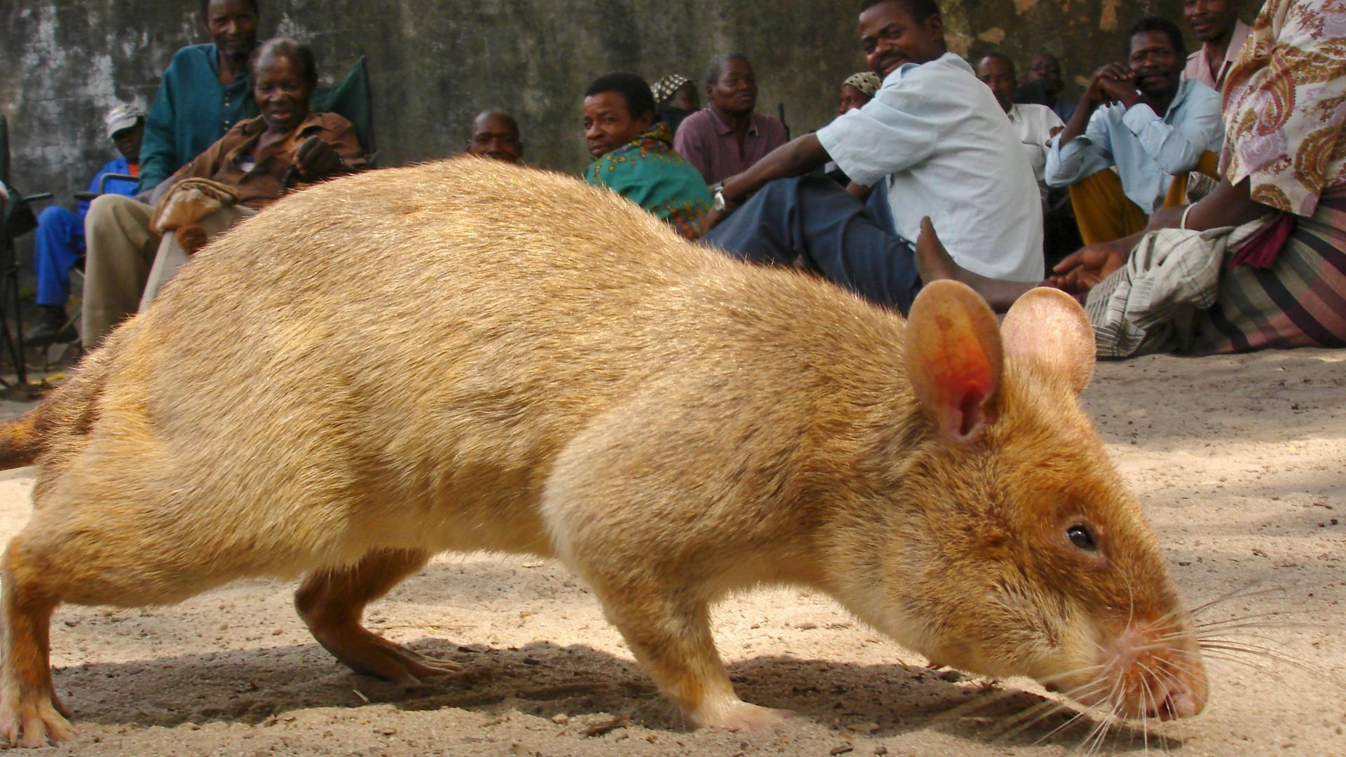 Detecting Danger: Africa's Giant Rats 2019 movie scene