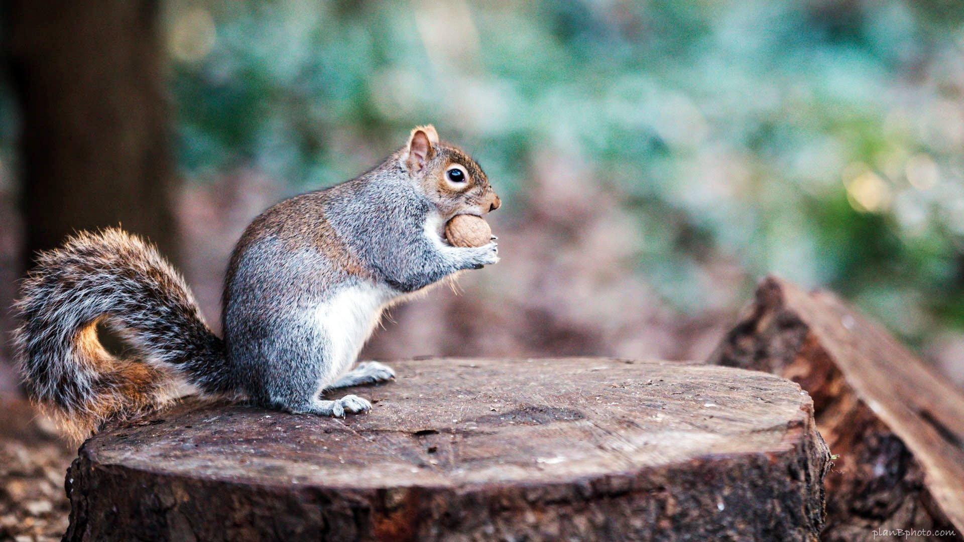 The Super Squirrels 2018 movie scene