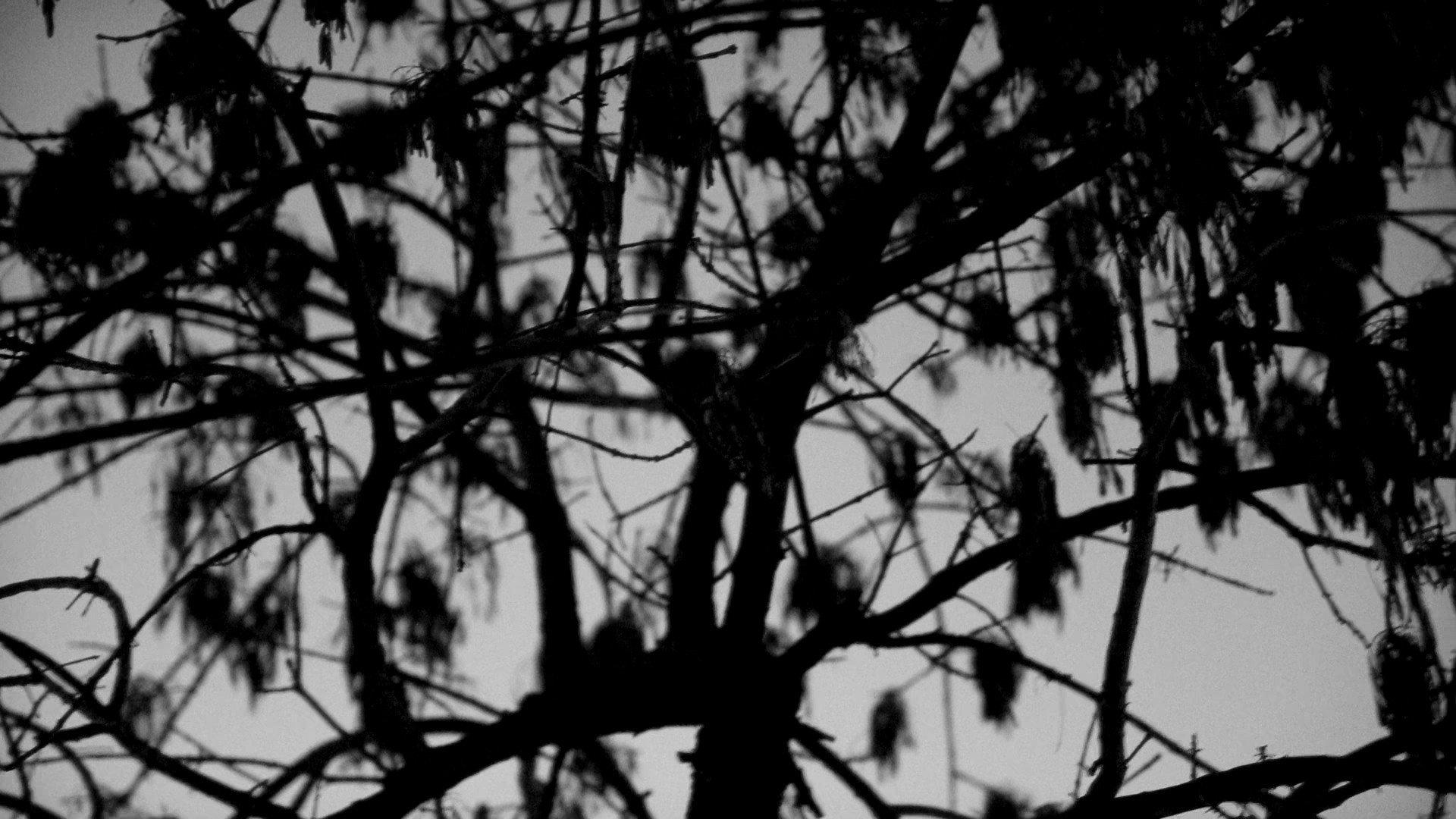 Trilogy of Light movie scene