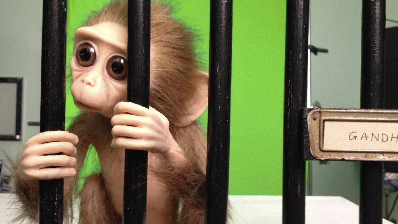 Monkey Love Experiments 2014 movie scene