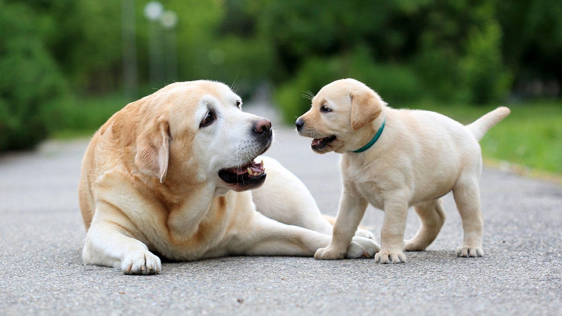 National Geographic Explorer: Science of Dogs 2007 movie scene