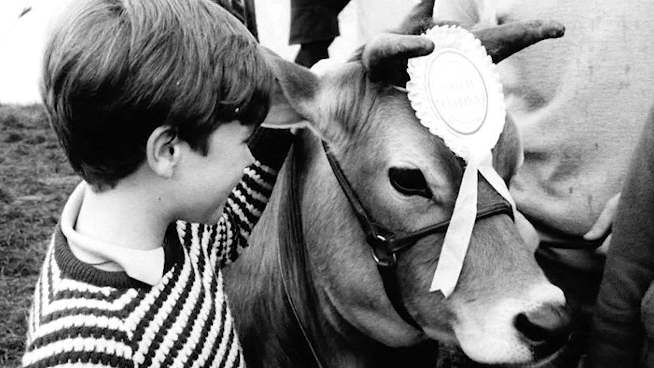 Calamity the Cow 1967 movie scene