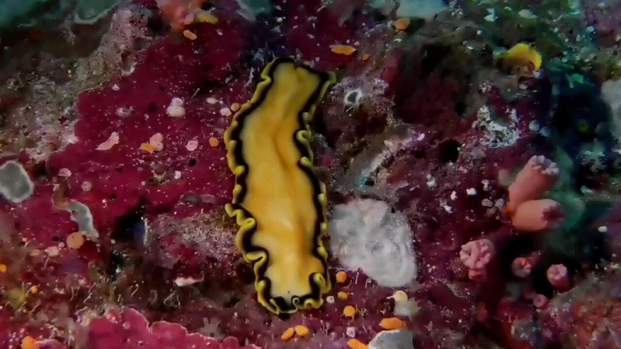 Coral Sea Dreaming: Awaken 2010 movie scene
