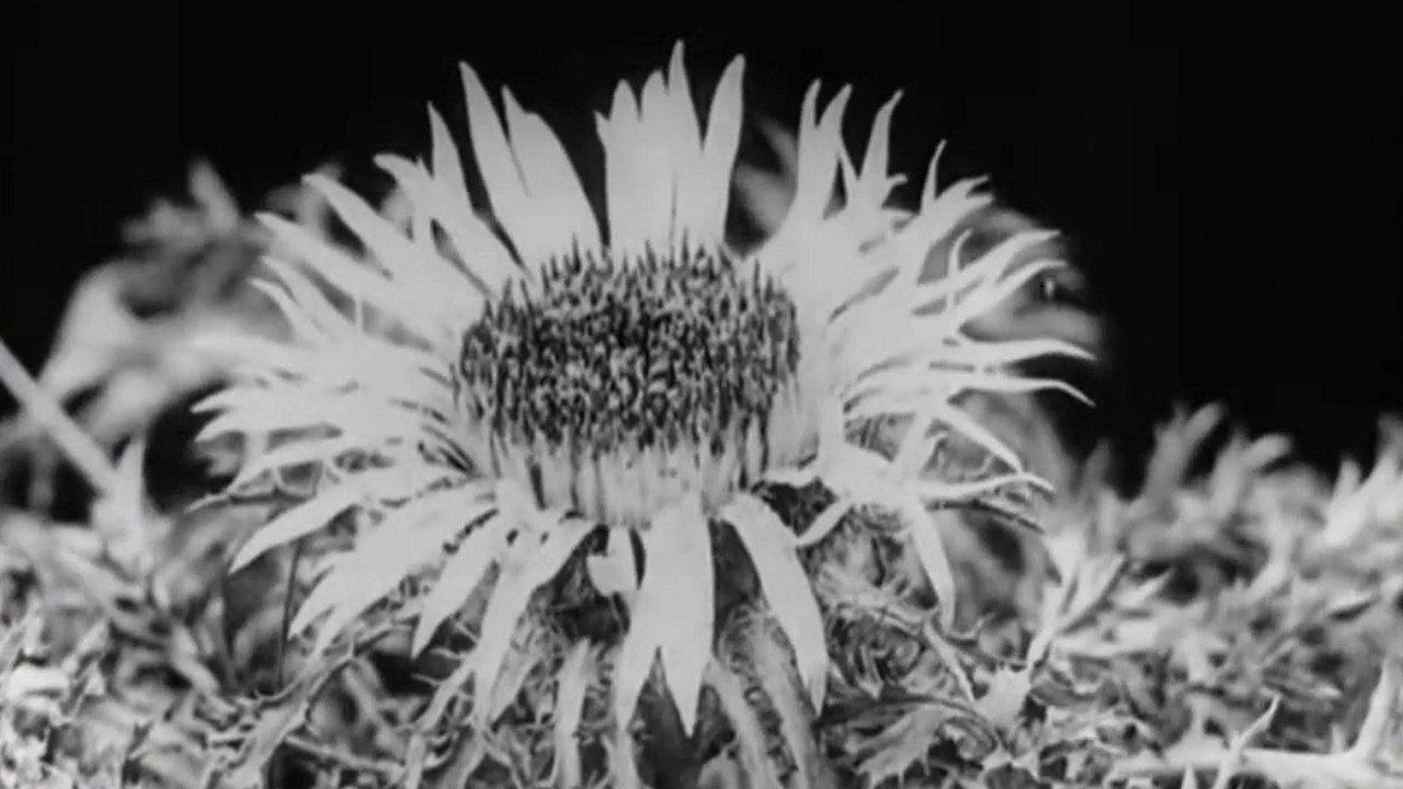 Floral Co-operative Societies 1927 movie scene