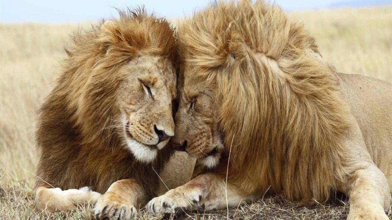 Second Nature: Gender and Sexuality in the Animal World 2024 movie scene