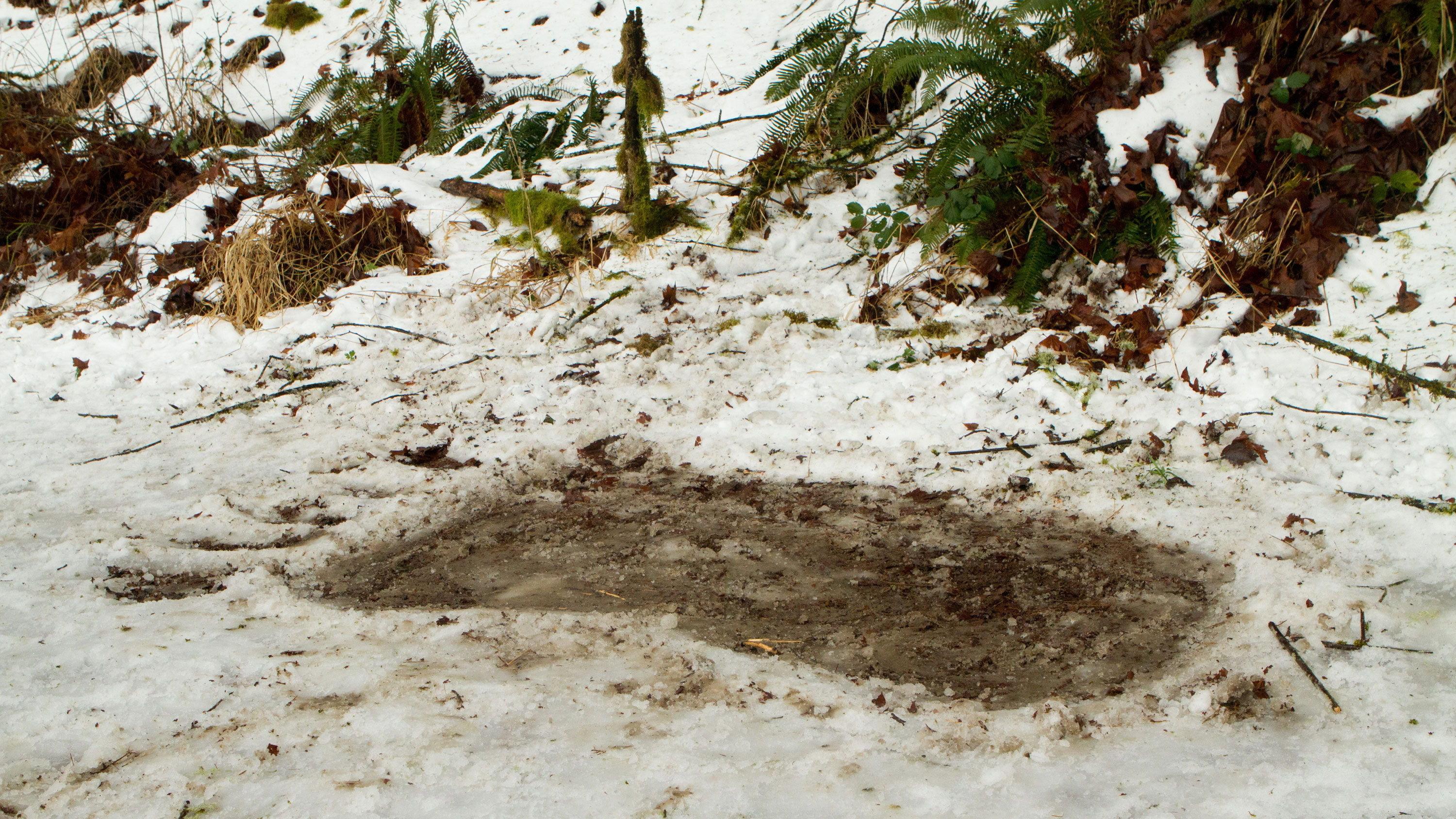 Bigfoot 2012 movie scene