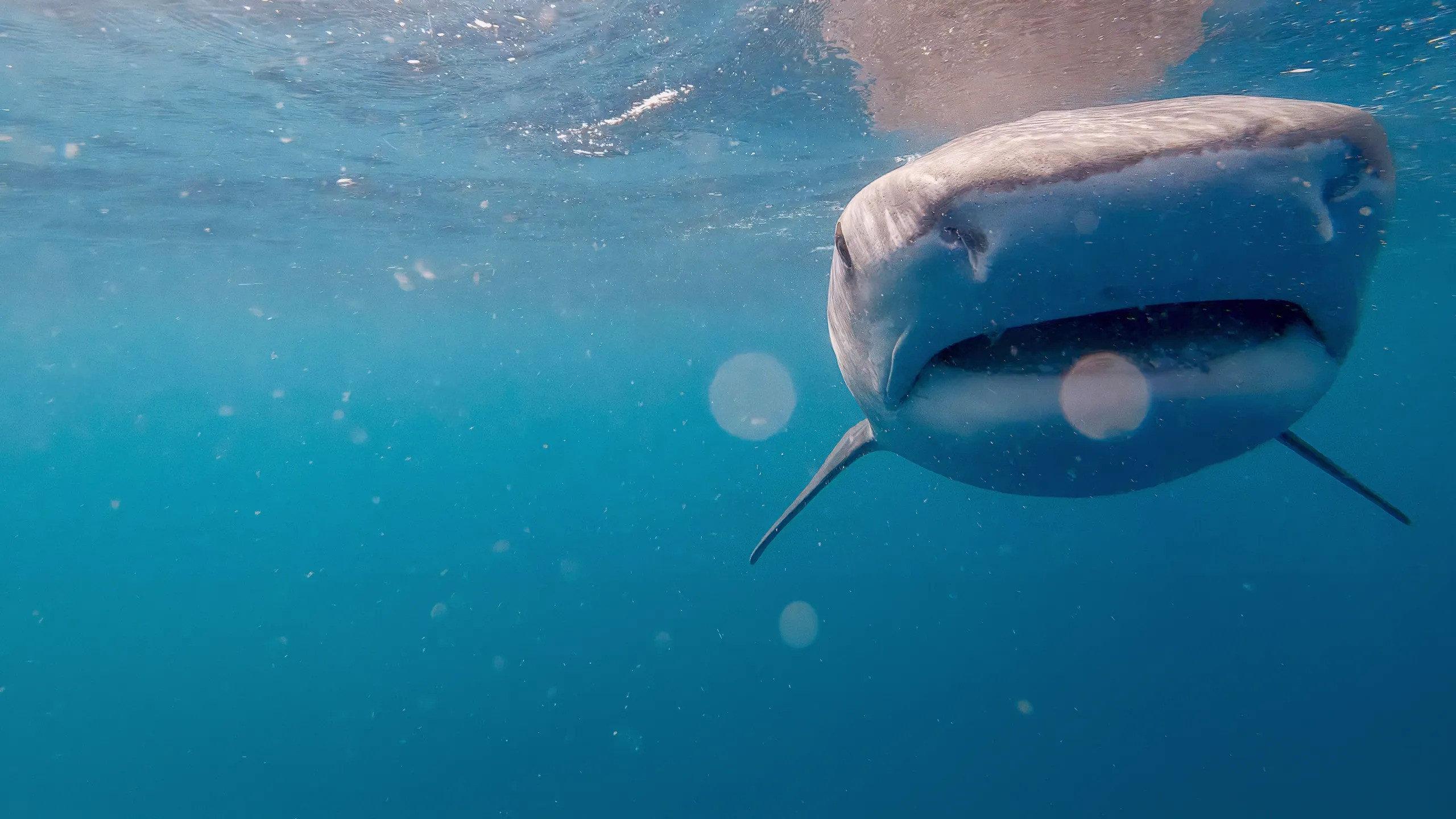 Sharks: Reef Rivals 2026 movie scene